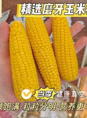 多金小熊精选仓鼠零食磨牙玉米棒花枝鼠磨牙棒饲料粮食当季玉米