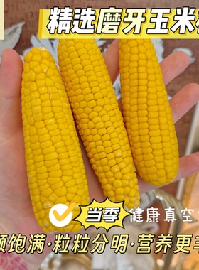多金小熊精选仓鼠零食磨牙玉米棒花枝鼠磨牙棒饲料粮食当季玉米