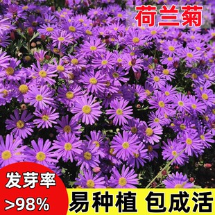 荷兰菊花籽四季盆栽重瓣进口紫苑种子鲑鱼小卡罗多年生花苗种籽