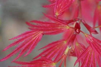 红枫粉矮人枫树盆景观叶花灌木花园庭院植物红小袖出猩猩约旦枫树