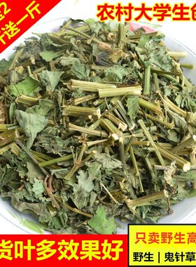 野生新鲜中药材三叶鬼针草包邮