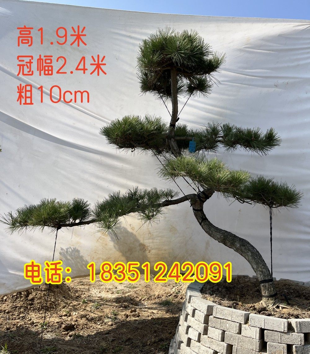 黑松造型树盆景风景树大型别墅公园景观树迎客松绿化工程松油松