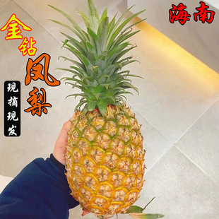 海南金钻凤梨精品果台农17号凤梨9甜1酸果香浓郁3斤包邮