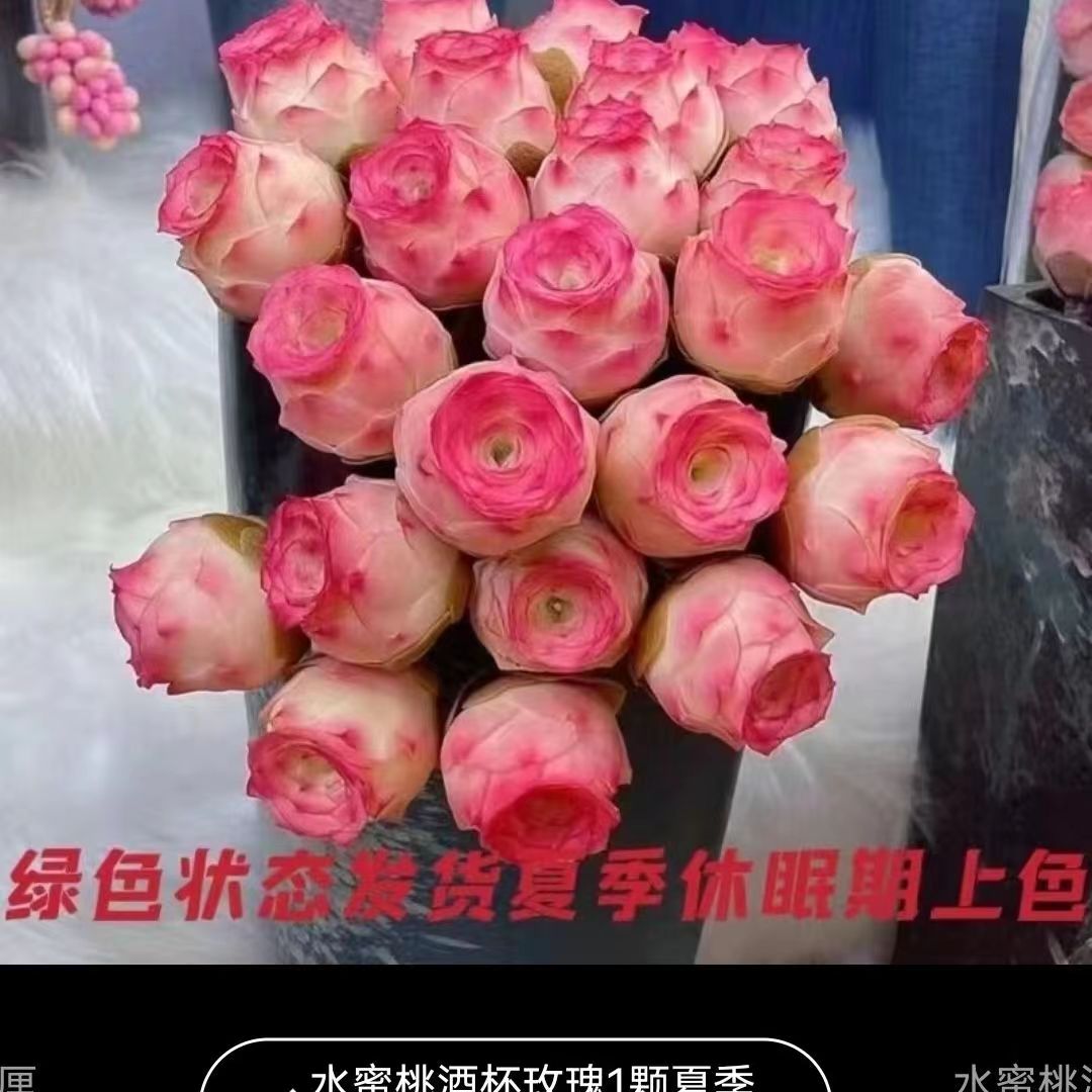 山地玫瑰酒杯玫瑰耶罗鸡蛋玫瑰多肉植物盆栽夏季变色肉肉室内阳台