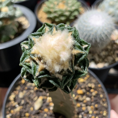 螺旋辛顿牡丹 开花精品仙人球