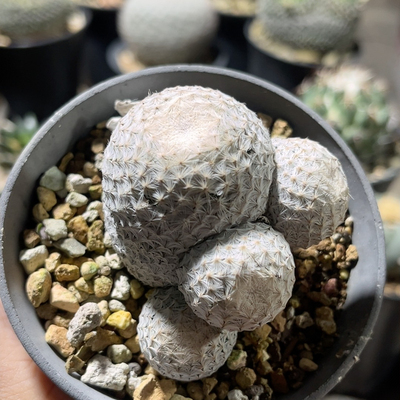 大玉白鸟多头 乳突属 实生开花精品仙人球