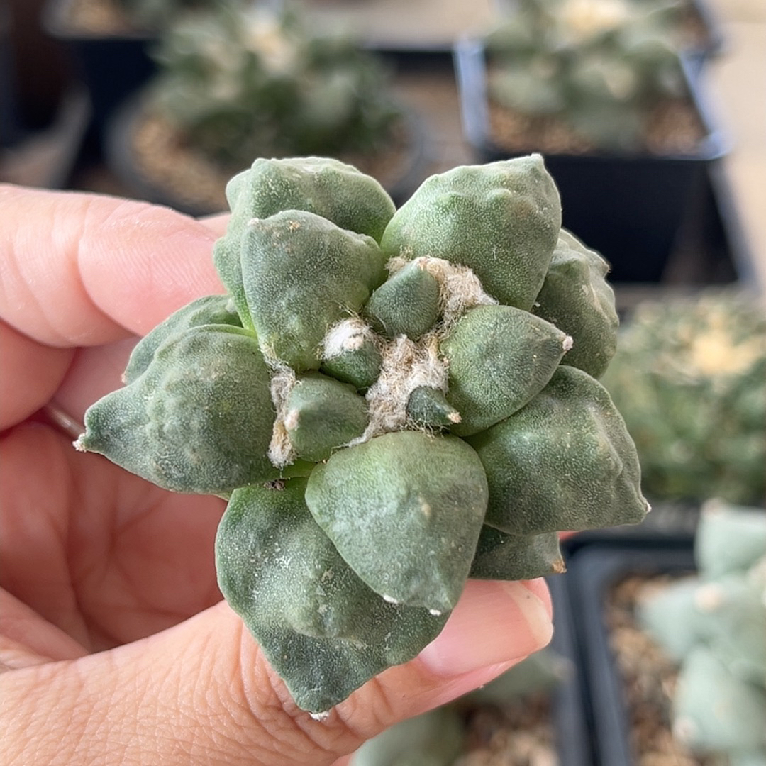 丸疣怒涛牡丹 自根精品开花仙人球