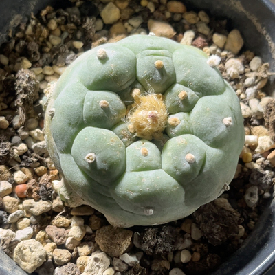 草球自根 开花精品仙人球