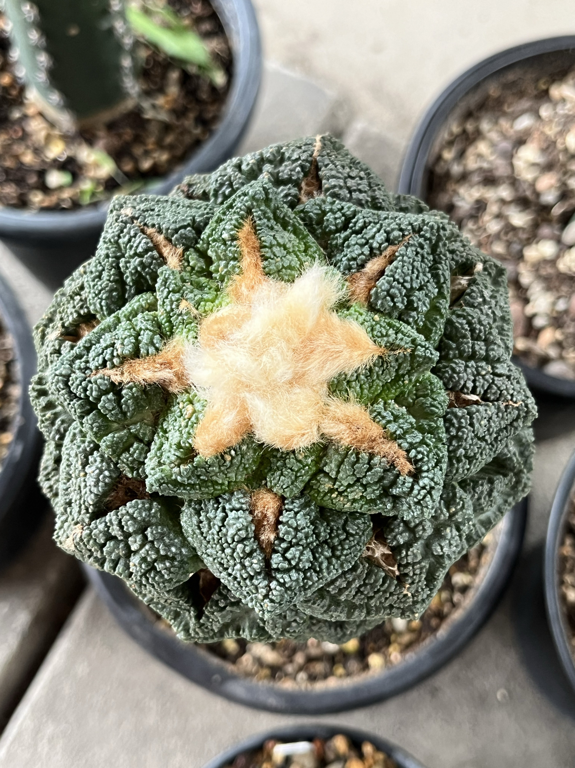 大疣辛顿牡丹 开花精品仙人球