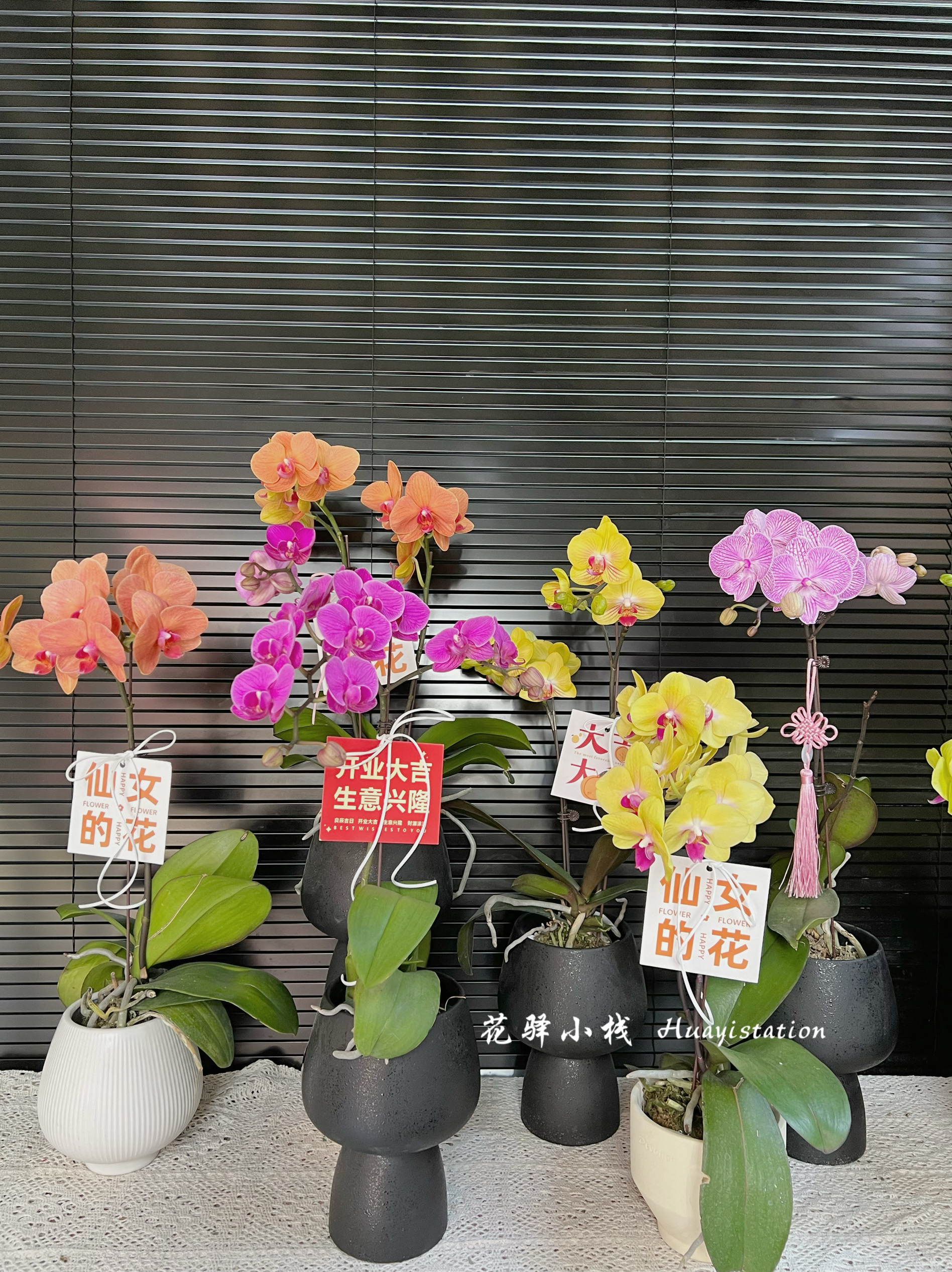 蝴蝶兰单株盆栽含盆带花苞开业乔迁生日送礼厦门同城鲜花速递