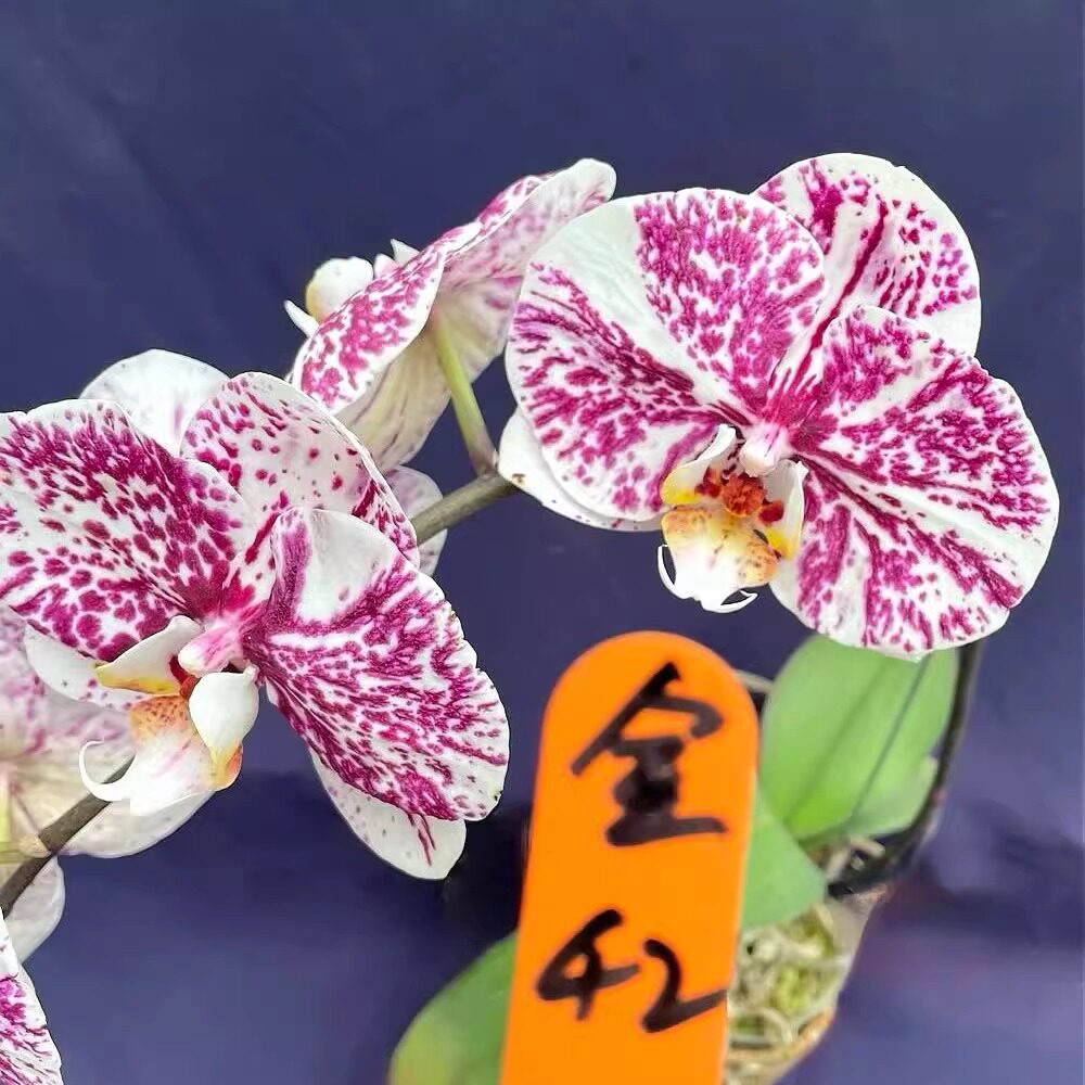 台湾新品雨花石蝴蝶兰花开对版