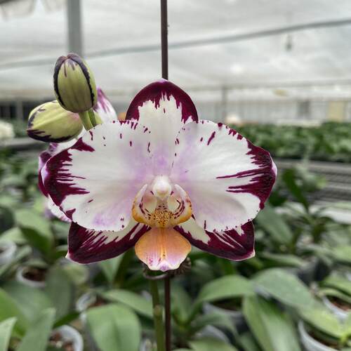 哈根达斯闪边蝴蝶兰花开对版