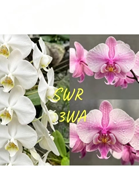 苏园的SWR 23WA蝴蝶兰1.7寸杯仅是苗无花剑无花苞
