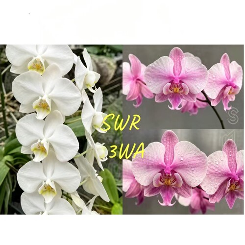 苏园的SWR 23WA蝴蝶兰1.7寸杯仅是苗无花剑无花苞