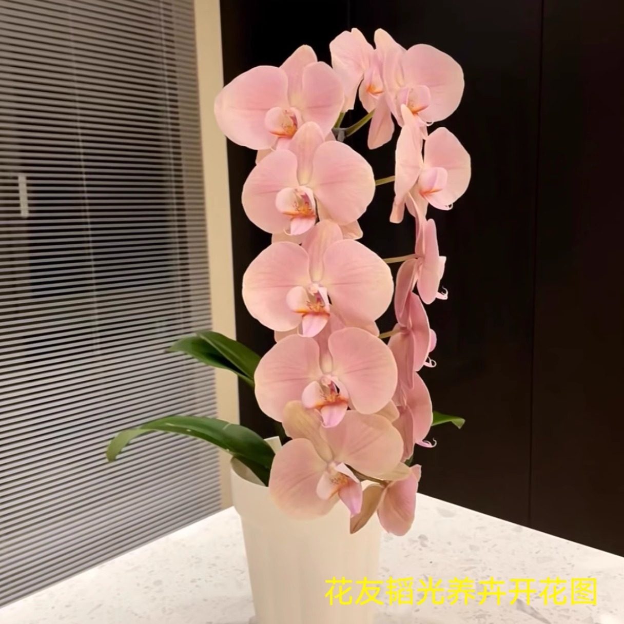 4.5寸大杯罗马蝴蝶兰花苗带花剑花开对版基地直发顺丰包邮,鲜花速递/花卉仿真/绿植园艺,时令草本花卉,淘宝优惠券,粉丝福利购,淘宝优惠卷