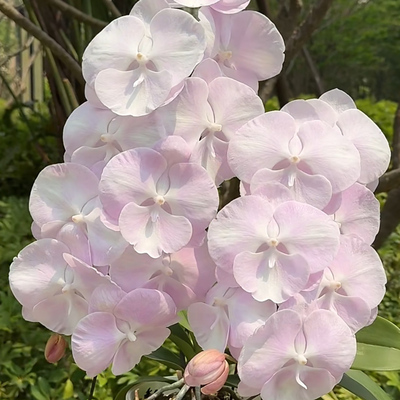 云朵大舌头蝴蝶兰带花剑