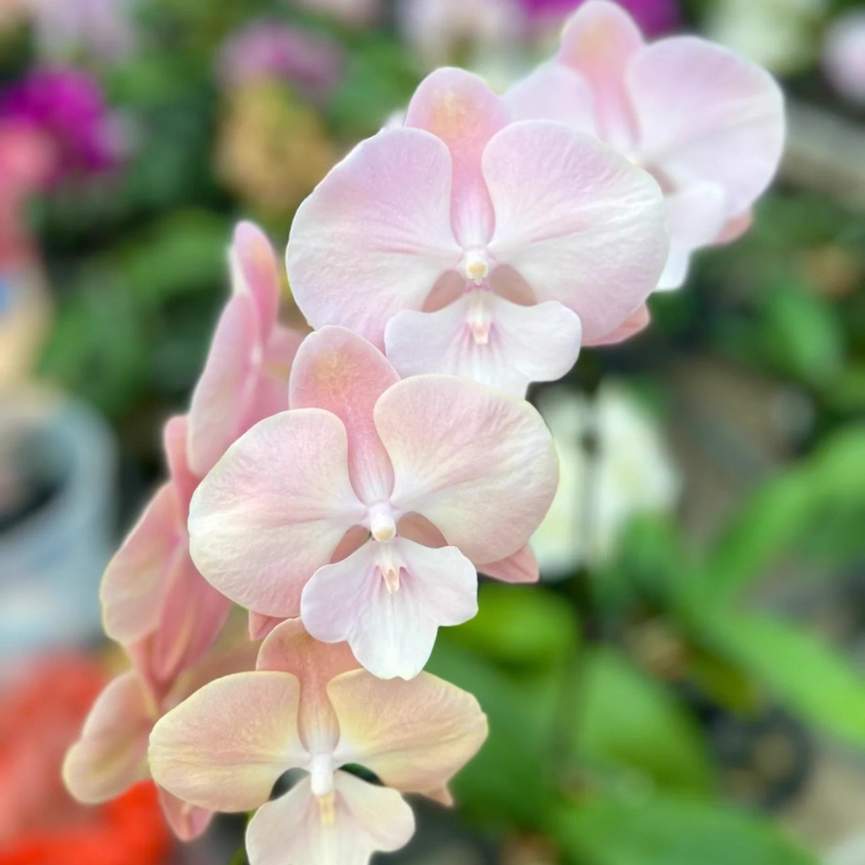 蝴蝶兰桃之夭夭花苗双花剑开花株带花带花苞顺丰包邮基地直发