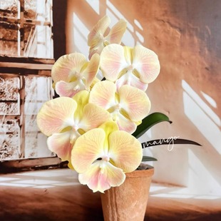 桑巴军团蝴蝶兰3.5寸大杯带花剑花开对版基地包邮