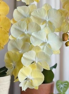 花开对版台湾苗一木花厂蝴蝶兰