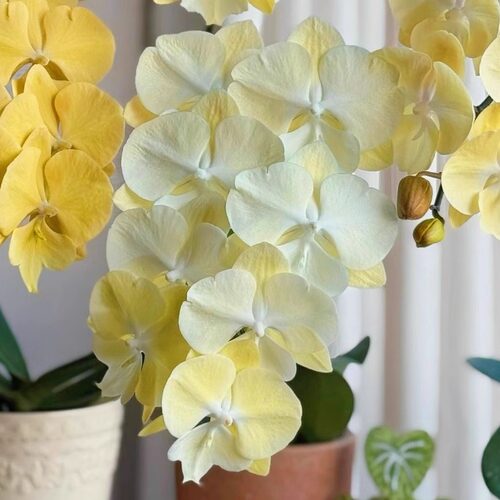 花开对版台湾苗一木花厂蝴蝶兰