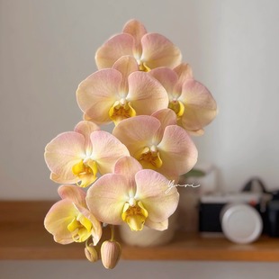 金波碧玉蝴蝶兰2.8寸杯花苗带花剑花开对版基地包邮