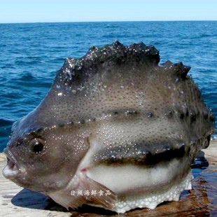 新鲜海参斑鱼2.9 条进口冰岛海参斑鱼石斑鱼胶原蛋白鱼 3.3斤左右