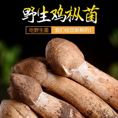 云南特产野生菌新鲜鸡枞菌2022丽江现货鸡枞菇食用菌菇山珍500g