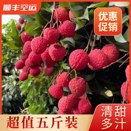 正宗广州增城基岗仙进奉荔枝现摘现发当季水果5斤顺丰端午节送礼