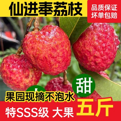 正宗广州增城基岗仙进奉荔枝新鲜小核现摘现发当季水果甜多汁送礼