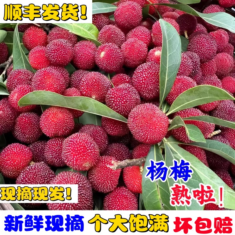 广东新鲜水晶杨梅当天采摘野生土杨梅童年当季酸甜杨梅孕妇水果