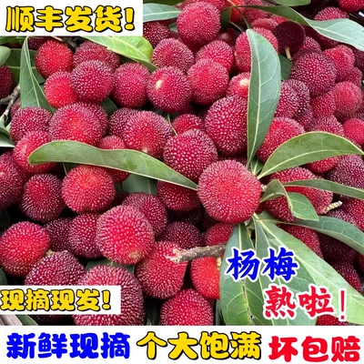 广东新鲜水晶杨梅当季酸甜水果