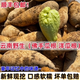 云南高原洋丝瓜根新鲜现挖佛手瓜童年水果新鲜蔬菜洋瓜水嫩多汁