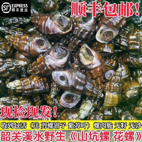 广东韶关山坑螺鲜活螺蛳夜宵田螺