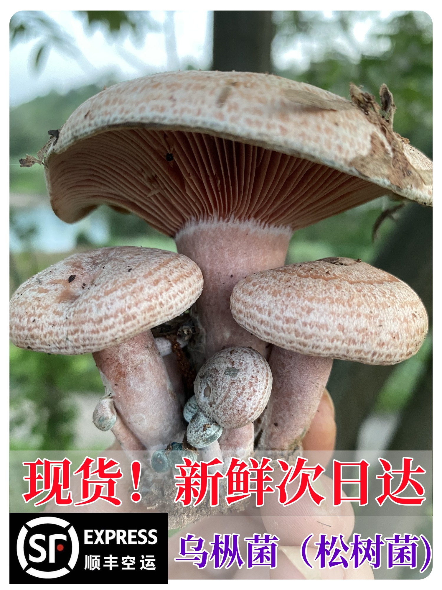 湘西粤北野生乌枞菌精品松树菌当天现捡新鲜蘑菇食用黄枞菌谷熟菌_虎窝淘