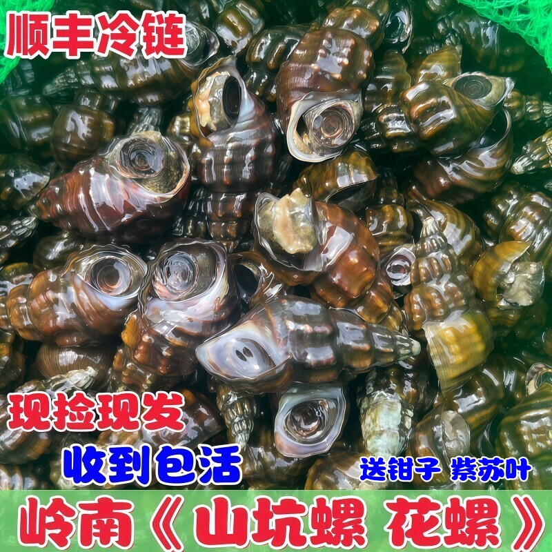 广东韶关野生山坑螺溪水田螺夜宵花螺海鲜石螺当天水产鲜活脆螺蛳