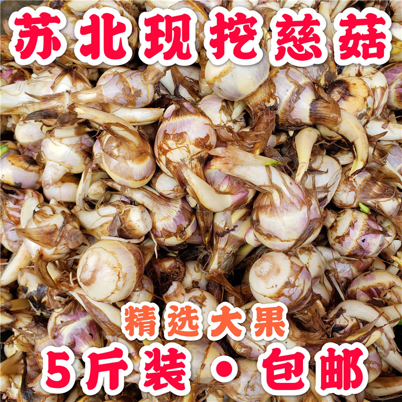 粉糯现挖茨菇苏北农家