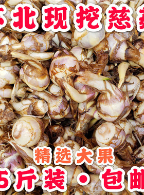 苏北农家现挖茨菇5斤 慈姑 东台新鲜蔬菜芽菇白地栗时令菜茨菰