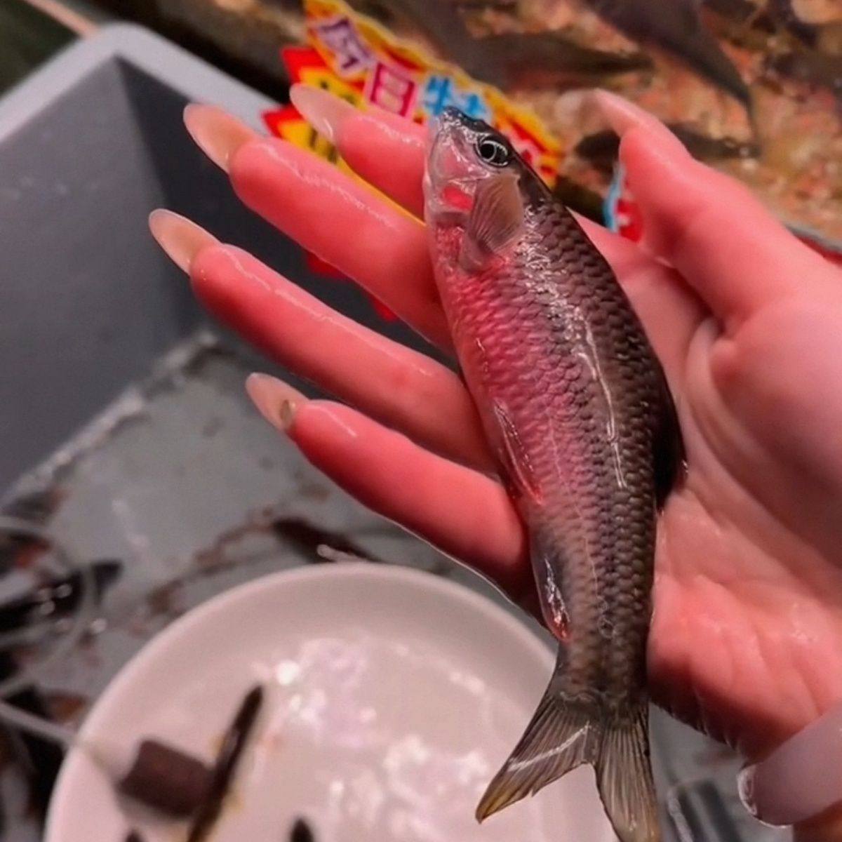 紫腹溪石斑原生溪流石斑鱼鲜活光唇鱼冷水淡水鱼苗红腹观赏鱼好养,宠物/宠物食品及用品,鱼,淘宝优惠券,粉丝福利购,淘宝优惠卷