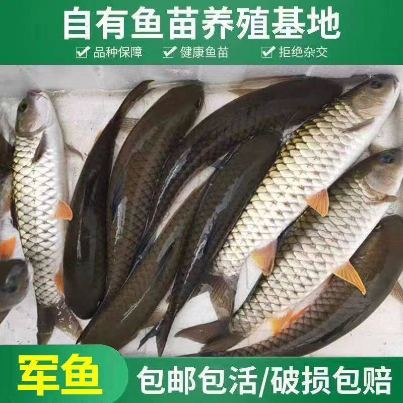 军鱼石坚鱼苗光倒刺鲅青竹鲩鱼活体军鱼苗淡水养殖食用观赏黄娟鱼