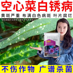 蔬菜空心菜病害通用药茎腐病叶斑病锈病黄叶病专用药空心菜正品