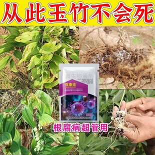 微生物杀菌剂玉竹玉竹病害专用药紫轮病叶枯病根腐病黄叶病害通用