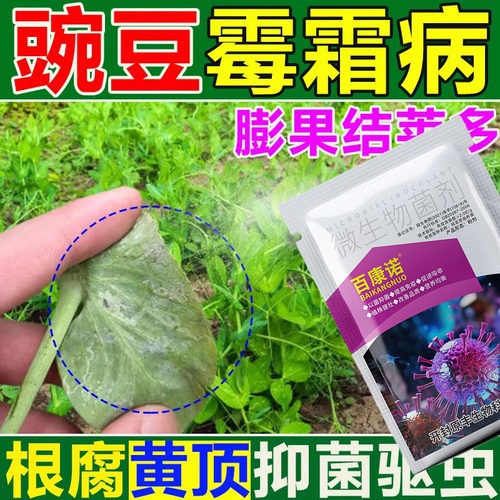 豌豆菌核病白粉病专用生物杀菌剂防治病害促生长豌豆病毒病斑枯病