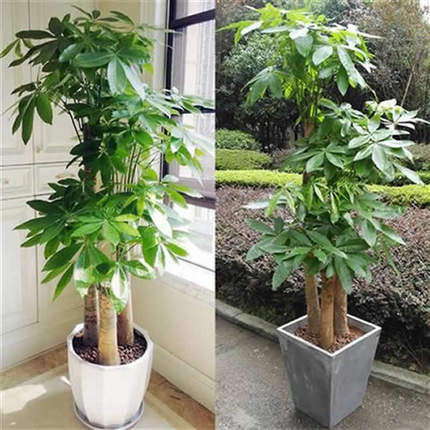 网红植物园林绿化植物租赁酒店公司商场植物零售租摆大中小型绿植