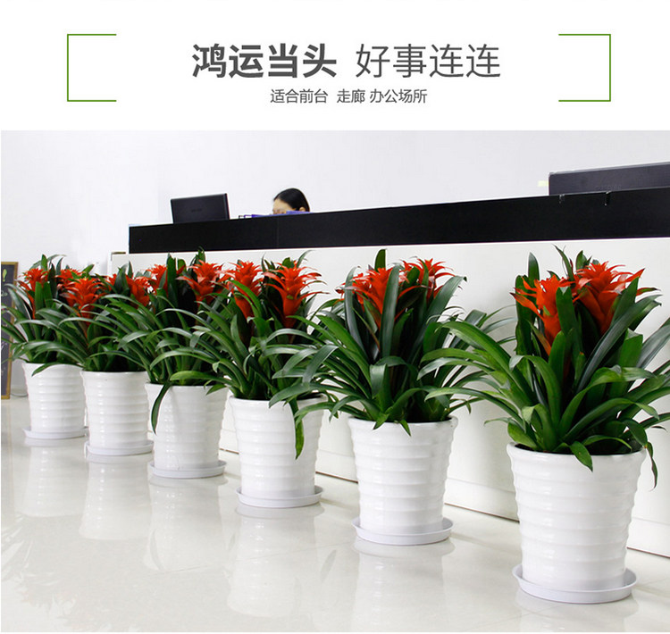 红运当头盆栽 室内开花植物 办公室绿植物租摆 园林绿化