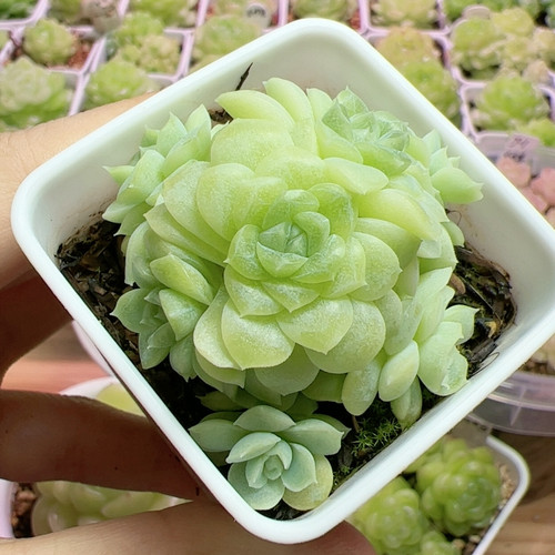 33号白底麦秆