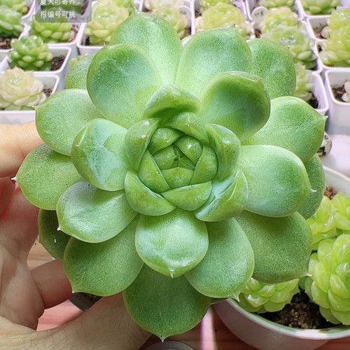 芭比麦秆7.8厘米