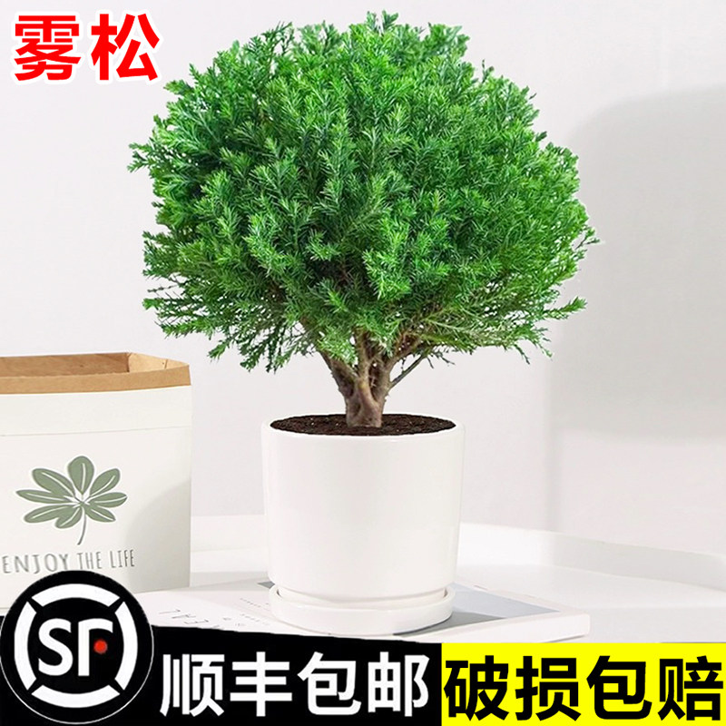 雾凇盆栽室内四季常青易活花卉盆景松树苗皮球松柏桌面防辐射绿植