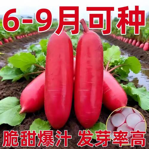 脆甜五缨水果萝卜红萝卜种