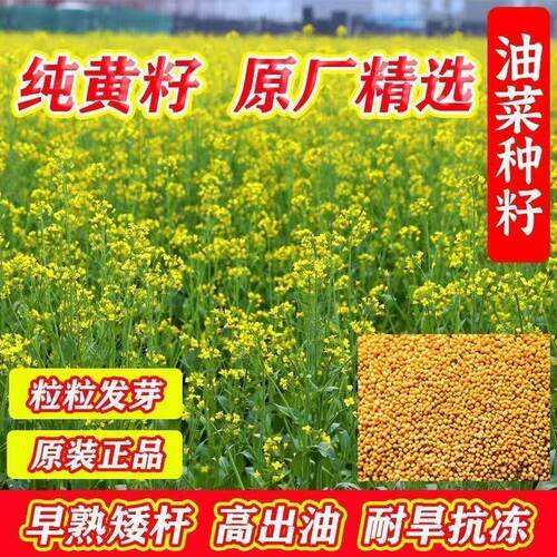 纯黄999油菜籽早熟高油黄籽黄油