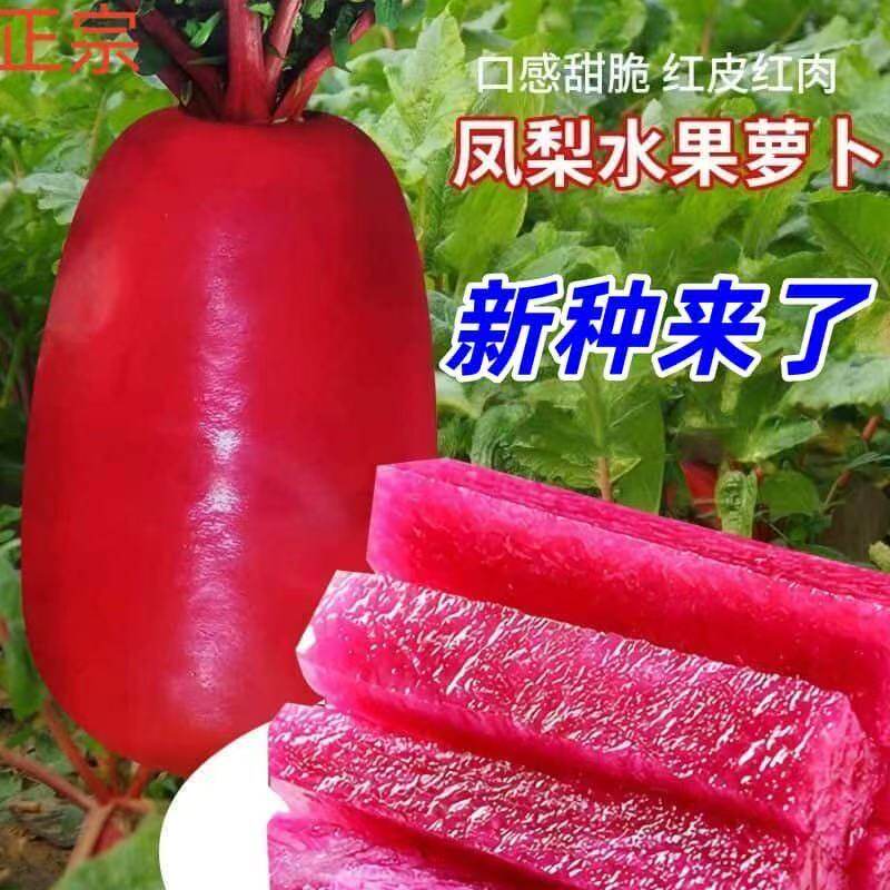 凤梨水果萝卜种子【今年新种】